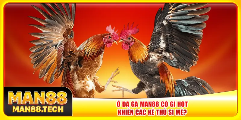 Ở đá gà Man88 có gì hot khiến các kê thủ si mê?